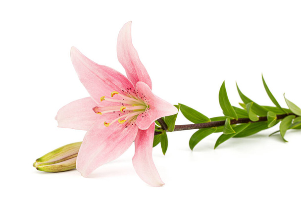 Pink lily flower, isolated on white background - Photo, Image