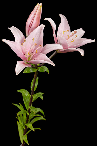Рожева квітка лілії, ізольована на чорному тлі
 - Фото, зображення