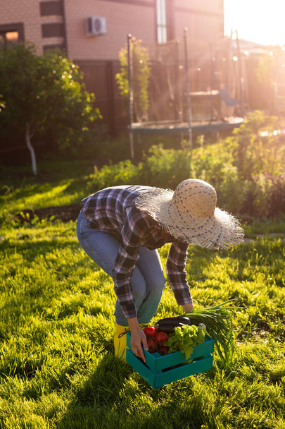 La trabajadora joven jardinera con sombrero de paja recoge su caja de cosecha de verduras en el soleado día de verano. Concepto de agricultura ecológica y cultivo de hortalizas - Foto, Imagen