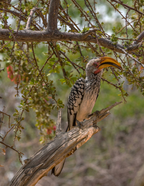 southern yellow-billed hornbill, Tockus leucomelas, on a branch, Namibia - Photo, Image