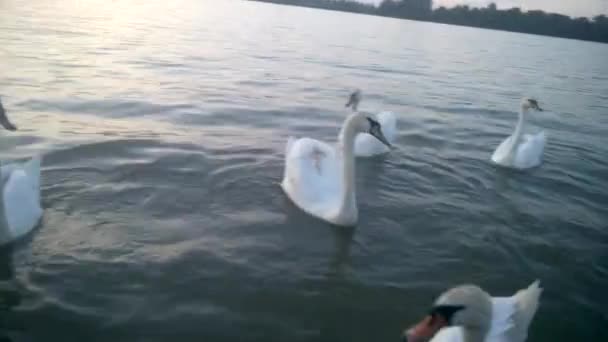 swans on the river bank on nature background - Footage, Video