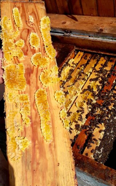 Top view of bees on honeycomb frames with fresh yellow honey in the hive. - Photo, Image
