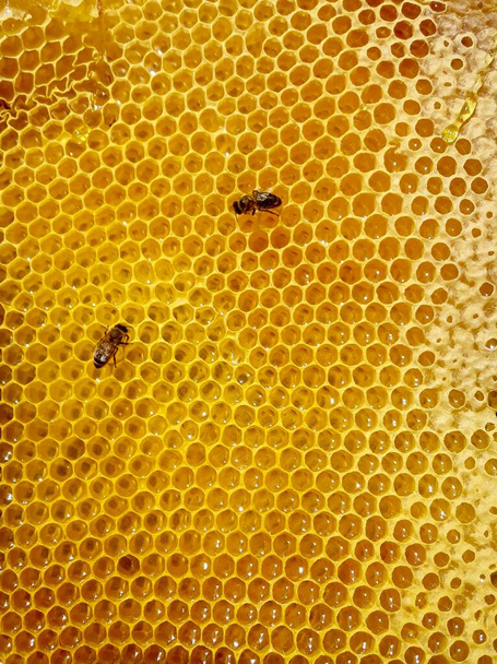 Bienenwaben, gelbes Wachsmuster im Bienenstock oder Bienenstock, Fototextur  - Foto, Bild
