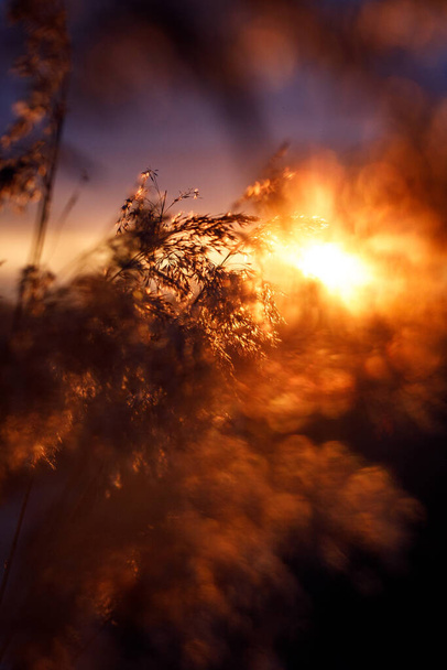 Riet in de stralen van een gouden zonsondergang als achtergrond. - Foto, afbeelding