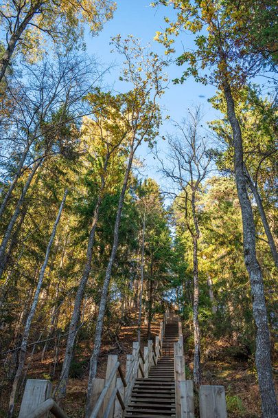 Fából készült lépcsők, amelyek a Gauja Nemzeti Parkban, Siguldában, Lettországban, egy napsütötte őszi erdő közepén haladnak felfelé a dombon. - Fotó, kép