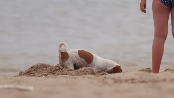 dog digs a hole in the sand by the sea - Footage, Video