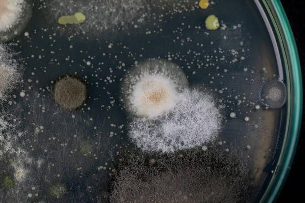 Molde bonito, colônia de características do fungo (molde) na placa média da cultura da microbiologia do laboratório. - Foto, Imagem