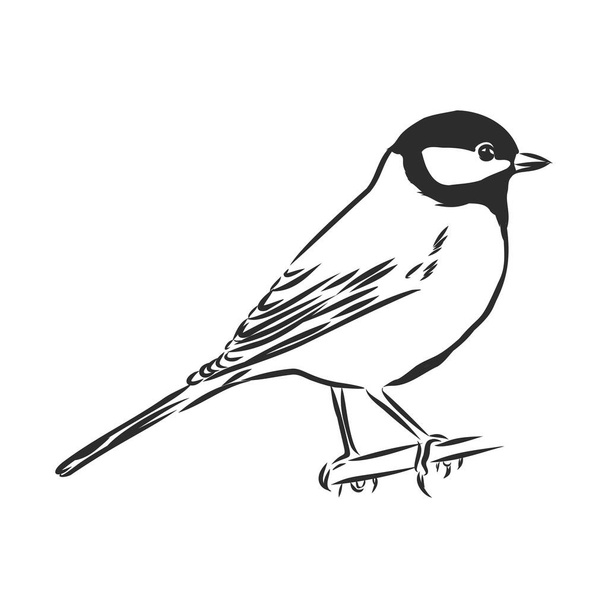 black and white engrave isolated tit vector illustration - Vector, Image