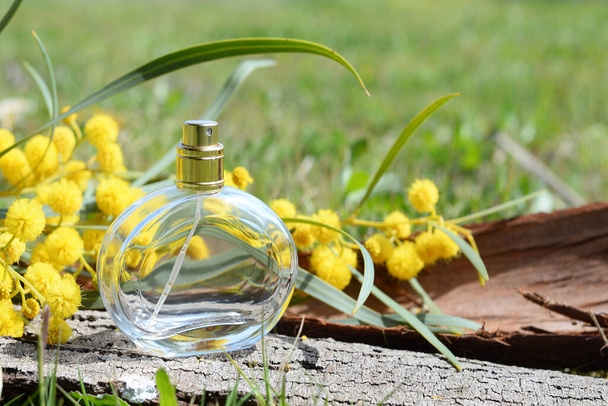 Butelka kobiecych perfum stoi na krze drzewa obok kwiatów mimozy na tle zielonego pola w słońcu. Koncepcja kosmetyczna. - Zdjęcie, obraz