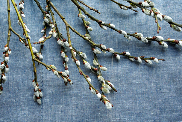 spring pussy-willow twigs on fabric background - Fotografie, Obrázek