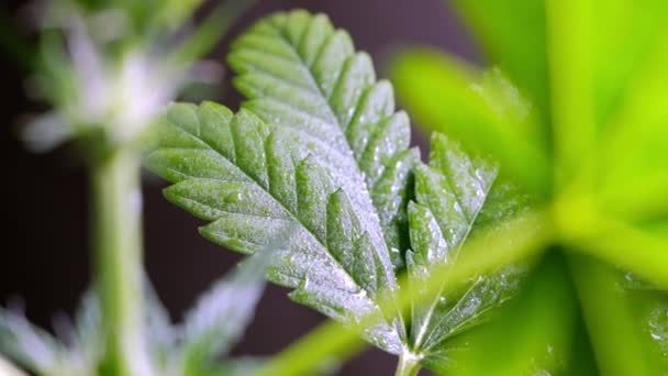 Groene jonge medicinale cannabis plant blad close-up plant marihuana natuurlijk Gezondheid en welzijn groene cannabis. Horizontale oriëntatie. 4k - Video