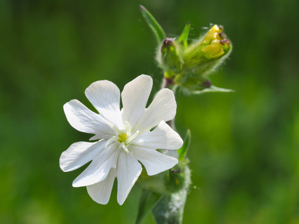Silene latifolia, s velmi bílou květinou a poupaty, zblízka. Bílý Campion, pět okvětních lístků volně žijících květů, jsou lepkavě chlupaté, bylinné, trvalý, výstřední, kvetoucí, plug rostlina z čeledi Caryophyllaceae - Fotografie, Obrázek