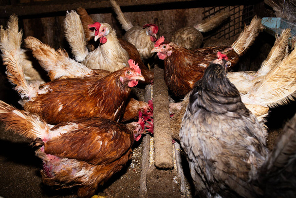 Grãos alimentando galinhas marrons, coloridas e brancas na fazenda. Aves de capoeira, criação de galinhas para carne e ovos, produtos biológicos. - Foto, Imagem