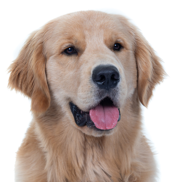 Portrait of a 10 month old Golden Retriever on a white background. - Photo, Image