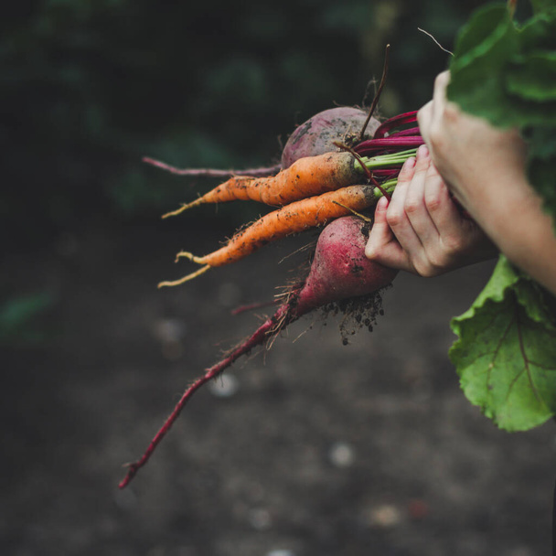 person holding beets and carrots  - Foto, immagini