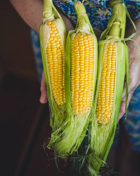 corn cobs close up - Foto, imagen