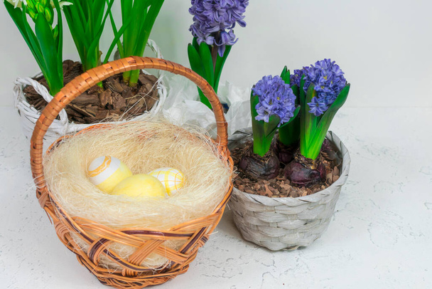 Cesta de vime com ovos de codorna em um contexto de narcisos amarelos e jacintos azuis em uma mesa branca. Close-up. Conceito de férias de Páscoa. - Foto, Imagem