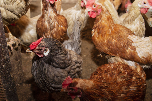 Ο Κουπ στο χωριό. Σπόροι που ταΐζουν καφέ, χρωματιστά και λευκά κοτόπουλα στη φάρμα. Εκτροφή πουλερικών, εκτροφή κοτόπουλων για κρέας και αυγά, βιολογικά προϊόντα. - Φωτογραφία, εικόνα