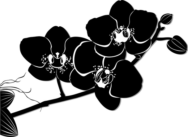 Άνθη ορχιδέες - Διάνυσμα, εικόνα