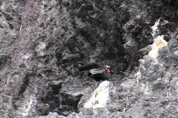 Frigate πουλί των Νήσων Γκαλαπάγκος - Φωτογραφία, εικόνα