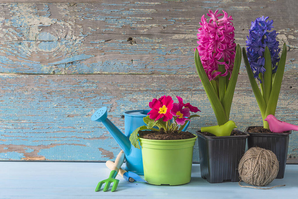 Kevään puutarhanhoito käsite. Kevään kukat: primula, hyasintit, puutarhanhoito työkalut - Valokuva, kuva