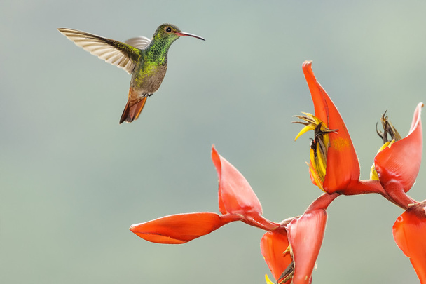 Colibrí colibrí colibrí
 - Foto, imagen