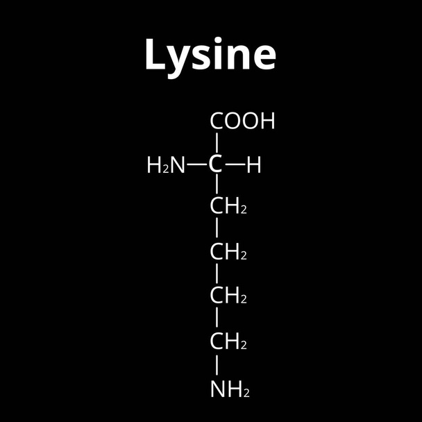 Aminosäure Lysin. Die chemische Molekülformel Lysin ist eine Aminosäure. Vektor-Illustration auf isoliertem Hintergrund - Vektor, Bild