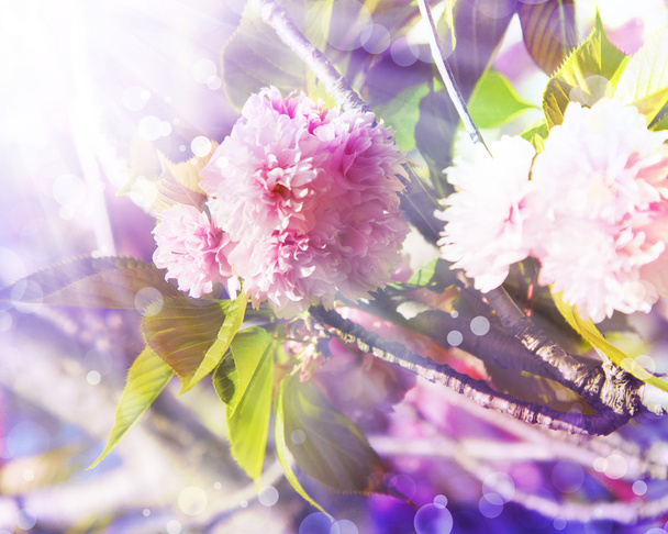 mooie kersenboom bloemen - Foto, afbeelding