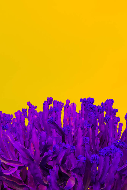 クリエイティブ植物ファッション壁紙。紫色のサボテンと黄色の空間。極小の熱帯デザイン。旅行休暇は自然の概念をリラックス。カナリア諸島 - 写真・画像