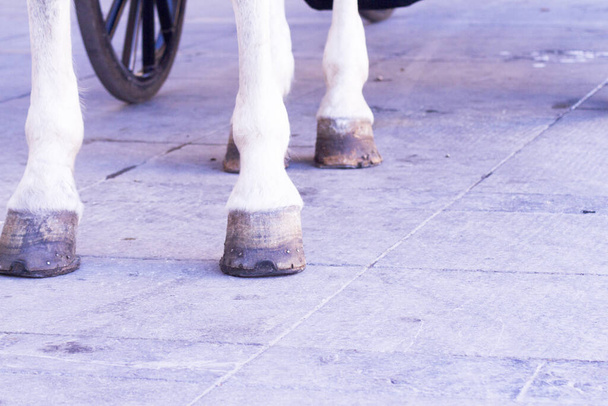 Άσπρα πόδια αλόγου στην άσφαλτο. Όχι άνθρωποι. - Φωτογραφία, εικόνα