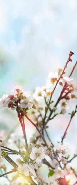 Kevät kausi valkoiset kukat oksat - Valokuva, kuva