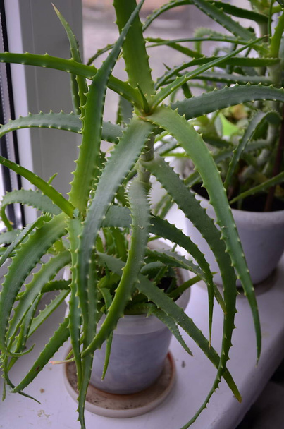 El aloe candelabro (Aloe arborescens) es una especie de planta perenne suculenta con flores que pertenece al género Aloe, que también es relativamente popular entre los jardineros.. - Foto, imagen