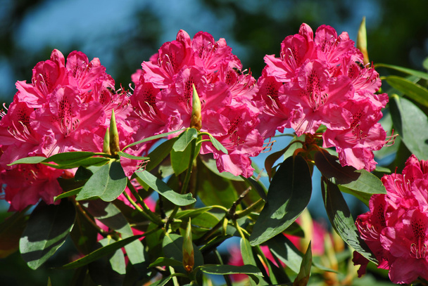 Rhododendron Cynthia - Fotoğraf, Görsel