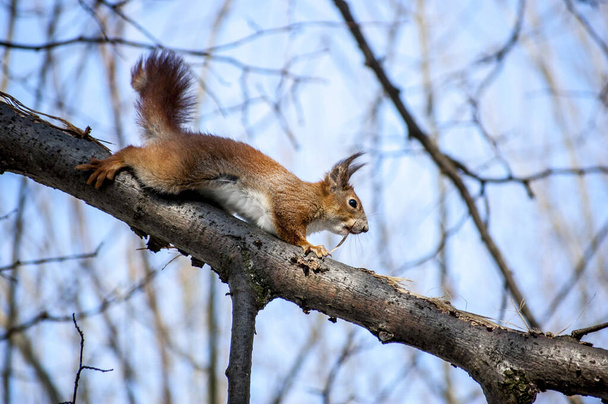 L'écureuil sur la branche mange des noix. Un bel animal pelucheux. - Photo, image
