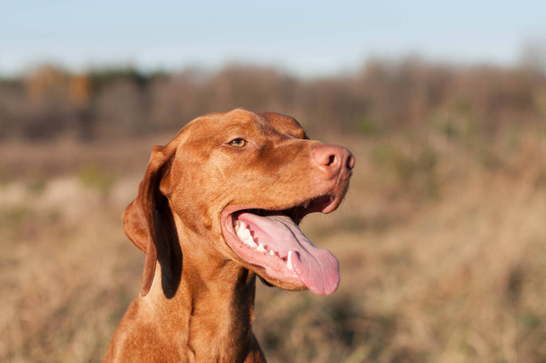 Mutlu Bakışlı Safkan Vizsla Köpeği (Macarca Pointer) Bir Tarlada Açık Hava. - Fotoğraf, Görsel
