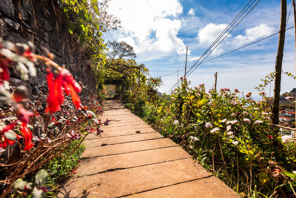 Ηλιόλουστο μονοπάτι κάτω από τον γαλάζιο ουρανό ανάμεσα σε λουλούδια και καταπράσινα καλλιεργούμενα χωράφια στα βουνά, Μαδέρα, Πορτογαλία - Φωτογραφία, εικόνα