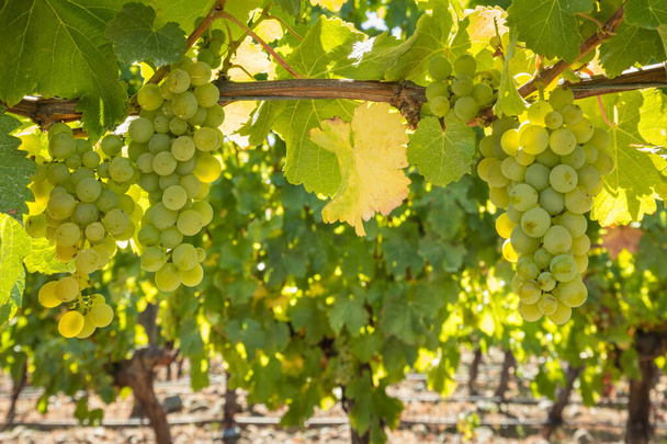 grappes de raisins Sauvignon Blanc mûrs suspendues à la vigne dans un vignoble au fond flou  - Photo, image