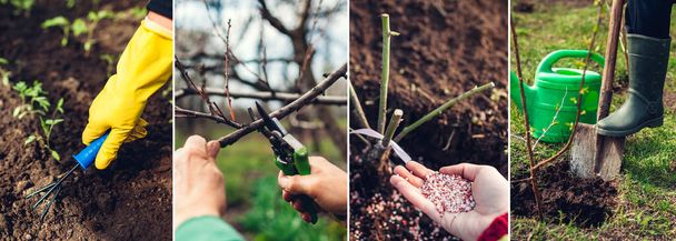 Spring agriculture gardening collage. Transplanting fertilizing growing seedlings pruning tree soil digging. Earth day - Photo, Image