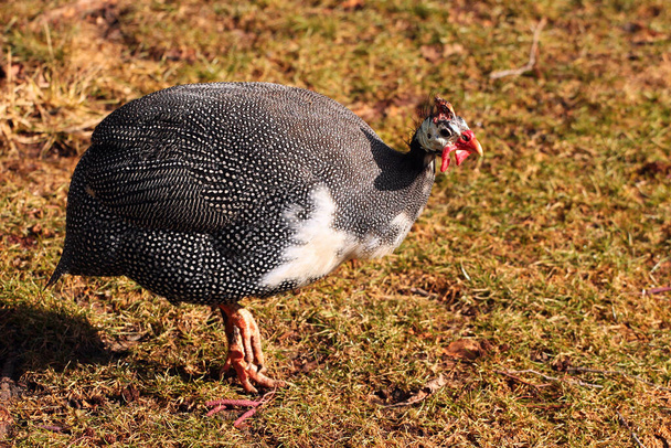 Domestic guinea fowl, or pearl hen, a domesticated form of the helmeted guineafowl (Numida meleagris) on green grass - Photo, Image