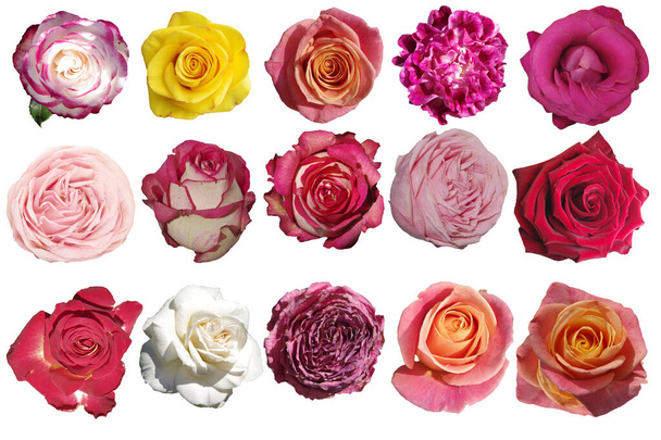 gyűjtése sokszínű különböző rózsák elszigetelt fehér alapon. - Fotó, kép