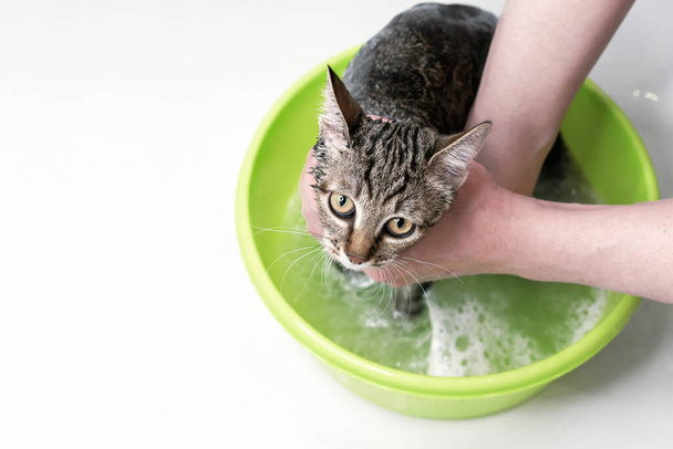 Bañar a un gato. Gatito mojado y descontento. Cuidado de mascotas. - Foto, Imagen