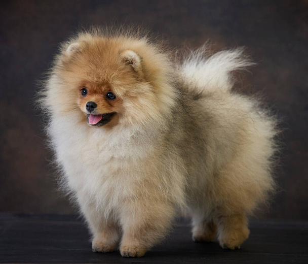 portrét miniaturního pomeranian spitz puppy - Fotografie, Obrázek