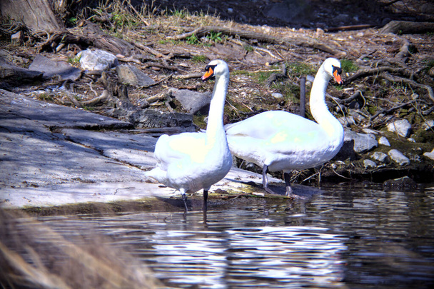 湖のほとりに立っている二羽の白鳥 - 写真・画像
