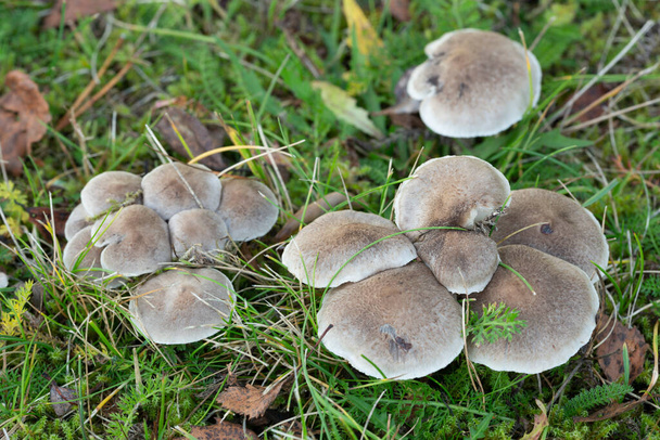 Опоясанный рыцарь, грибы трихолома цингулатум растут в естественной среде - Фото, изображение