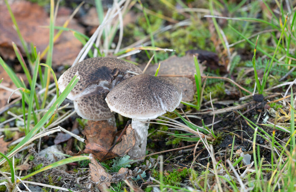 Cavaleiro cingido, cogumelos Tricholoma cingulatum crescendo em ambiente natural - Foto, Imagem