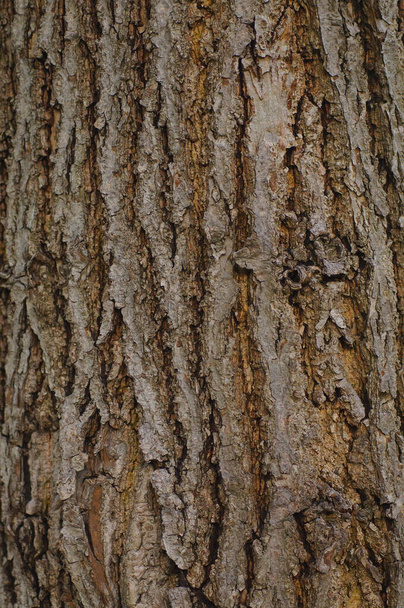 A deciduous tree in close-up. Bark and moss structure in natural daylight. - Photo, Image