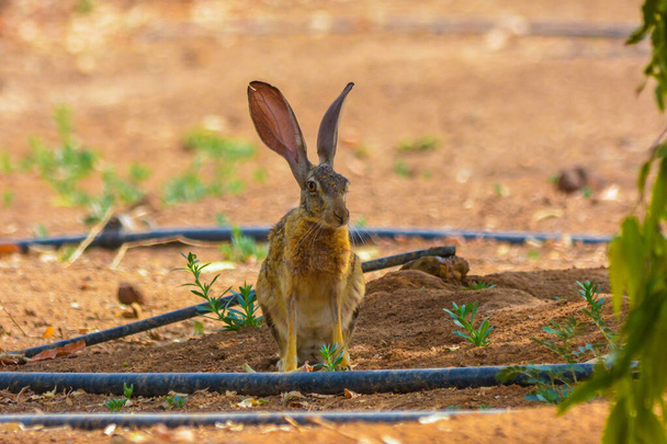 animale selvatico Coniglio a Jeddah  - Foto, immagini