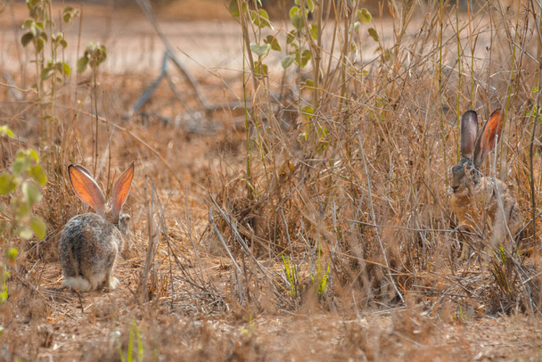 wild animal Rabbit at Jeddah  - Photo, Image
