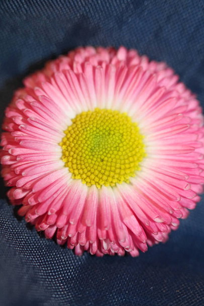 Close up bloem bloesem Bellis perennis L. familie composieten moderne achtergrond hoge kwaliteit print - Foto, afbeelding