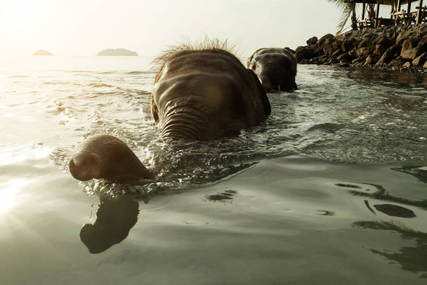 Ελέφαντες που κολυμπούν στον κόλπο της Ταϊλάνδης. - Φωτογραφία, εικόνα